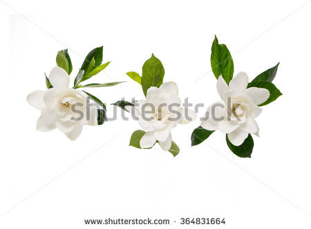 stock-photo--three-gardenia-flowers used in Cameron's custom wedding dress by Brooks Ann Camper Bridal Couture